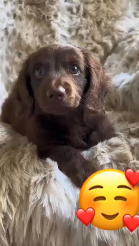 Dachshund puppies available for new homes. in Miami Beach, Florida