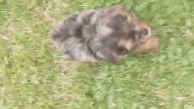 yammy the yorkie in Effingham, Illinois