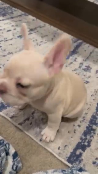 Available French Bulldog Male in Fontana, California