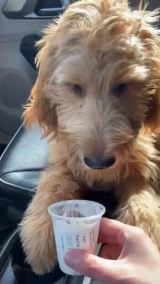 1 Year And One Month Old & 8 Month Old Golden Doodles (brothers) in Chesterfield, Michigan
