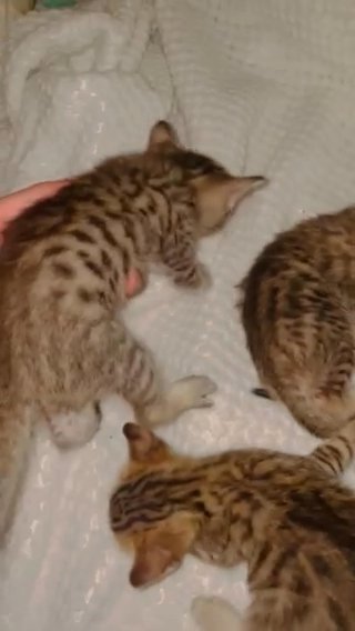 Savannah F7 Kittens in Stockton, California