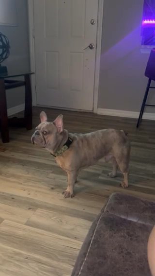 Blue Merle French Bulldog in Orlando, Florida