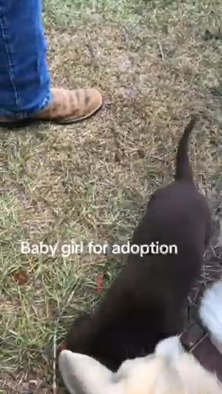 Chocolate Lab in Rome, Georgia
