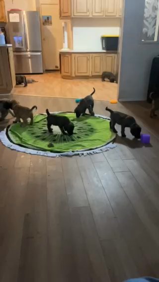 AKC ENGLISH MASTIFFS in Chino Valley, Arizona