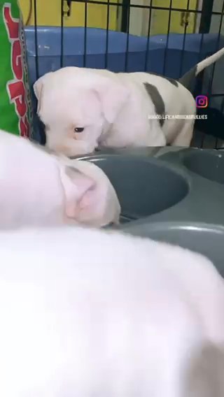 XL American Bullies in Nashville, Tennessee