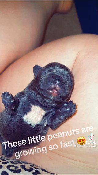 French Bulldogs in Queen Creek, Arizona