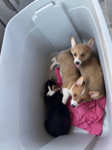 AKC Corgi Puppy in Victorville, California