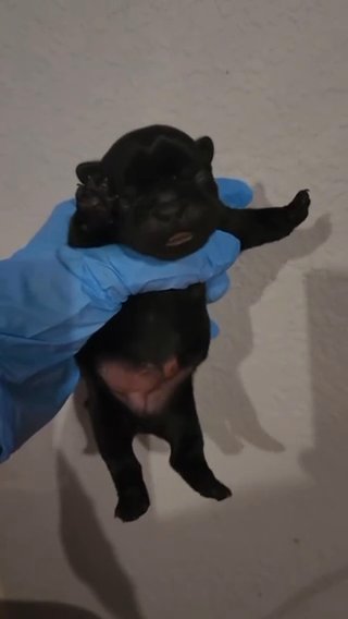 Lil Rojo Son, Black Male in Ontario, California