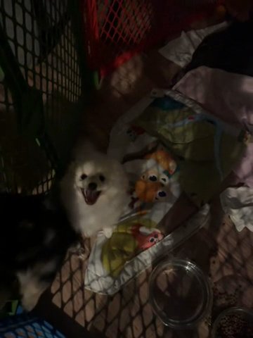 PRECIOUS BABIES in Celina, Ohio