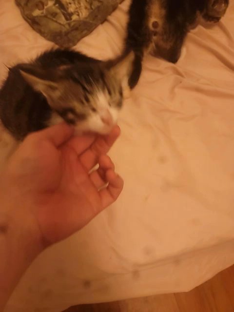 3 kittens rehoming fee 15 dollars each  Contact at in Hot Springs, Arkansas