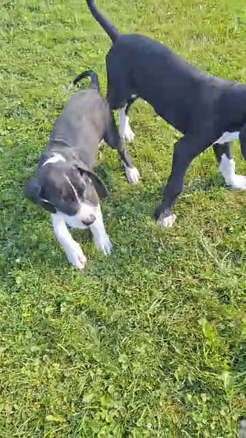 Dane pups for sale Warsaw ny in Buffalo, New York