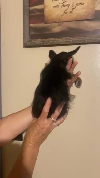 Male Chorkie in Greensboro, North Carolina