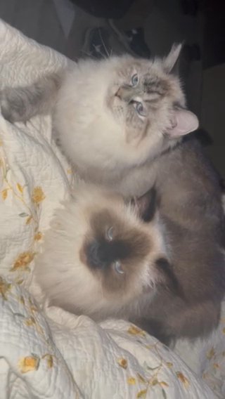 Siberian And Himalayan Kittens Coming Soon in Glen Cove, New York