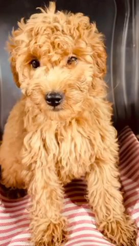 13 Week Old Mini Golden Doodle in Watertown, Connecticut