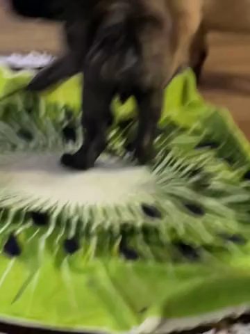 English Mastiffs AKC Registered in Chino Valley, Arizona