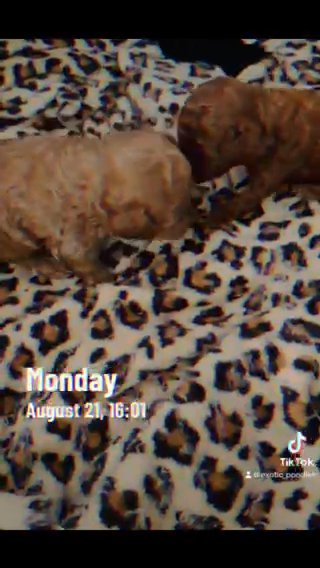 Toy Poodles in Elkton, Maryland