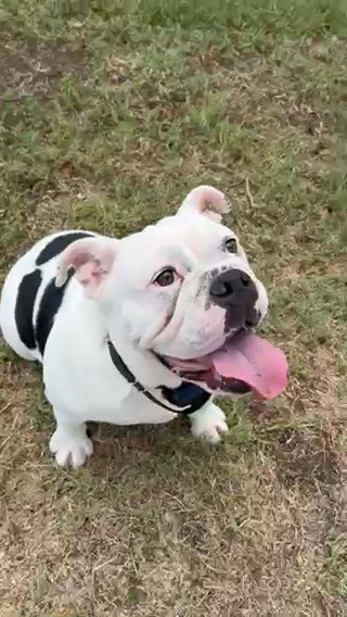 Female Bulldog in Corpus Christi, Texas