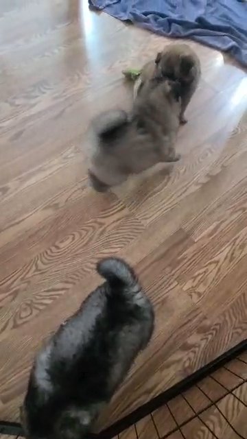 Shiba inu/Keeshond in Columbus, Ohio