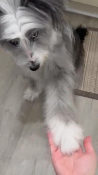 Mini Aussie in Kendall, Florida