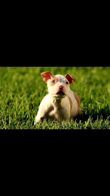 Purchase a Snowstorm Bully in East Patchogue, New York