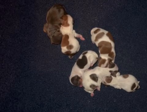 AKC Yorkies in Boone, North Carolina