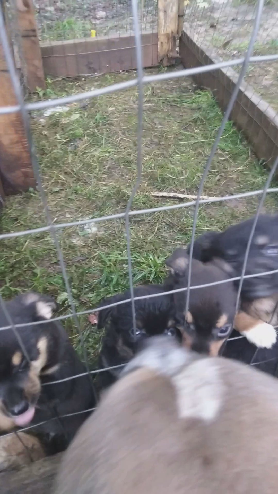 Toy chihuahuas in Arizona City, Arizona