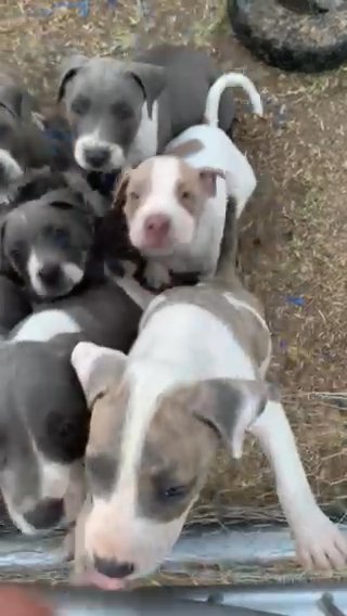 Blue Pit Puppies in Bakersfield, California