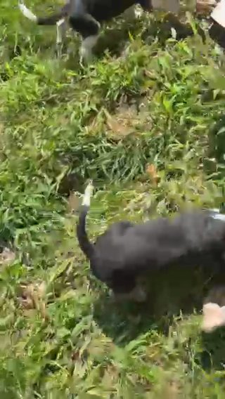 Roscoe in Springfield, Missouri