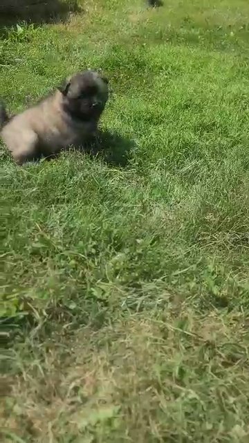 Biscuit (Shiba inu/Keeshond) in Columbus, Ohio