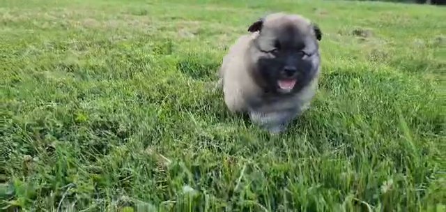 Cranberry (Shiba Inu/Keeshond) in Columbus, Ohio