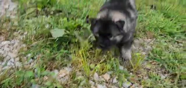 Skittles (Shiba inu/Keeshond) in Columbus, Ohio