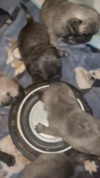 Pug Puppies in Springfield, Illinois