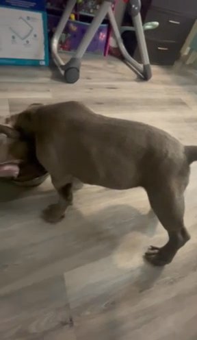 Pocket bully available in New York City, New York