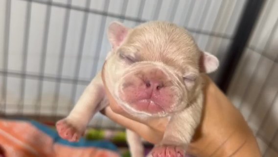 Male French Bulldog in West Point, Utah