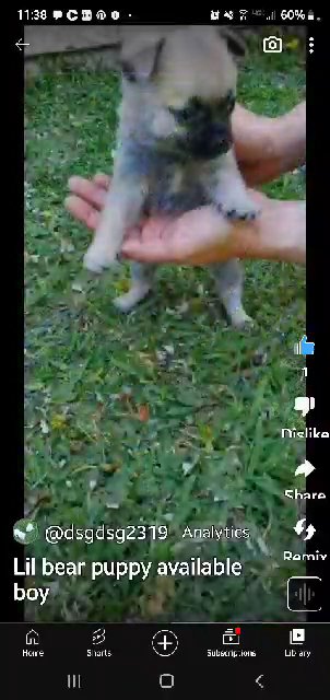 Pomeranian -pug in Fresno, California