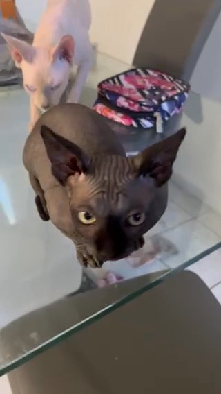 Sphynx For Sale in Miami, Florida