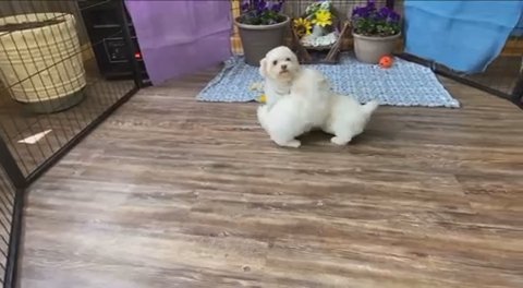 Maltipoo in New York City, New York