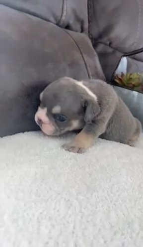 English Bulldog in Phoenix, Arizona