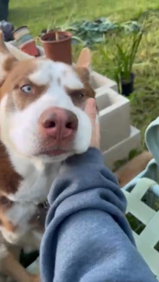 Milo in Brea, California
