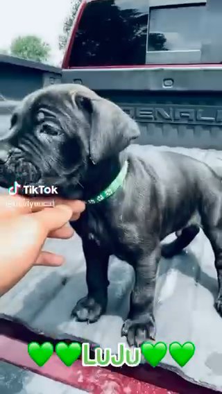 Cane Corso Male in St. Joseph, Missouri