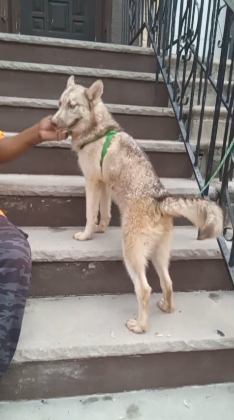 5month BOY husky  $900  brooklyn  nyc in New York City, New York