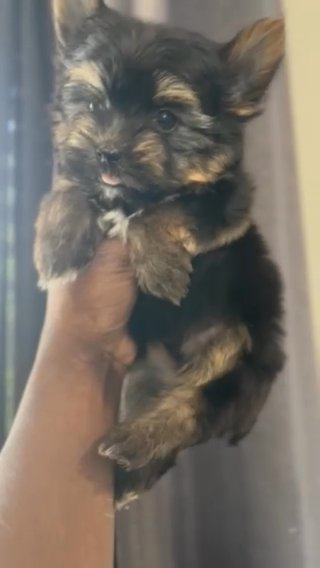 Kb traditional Male in Houston, Texas