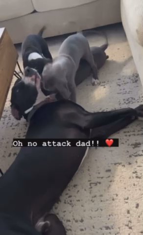 Puppies in Anchorage, Alaska