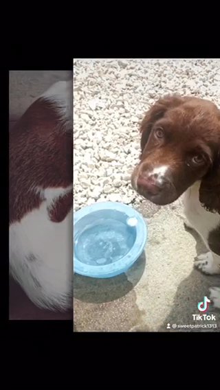 Adorable 2-Week Old Puppy Ready for a Loving Home! in Washington, District of Columbia