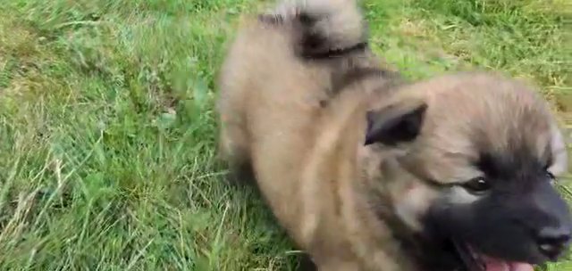 Melon (Shiba inu/Keeshond) in Columbus, Ohio