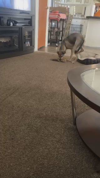 German Shepherd/Belgian Malinois in Pensacola, Florida