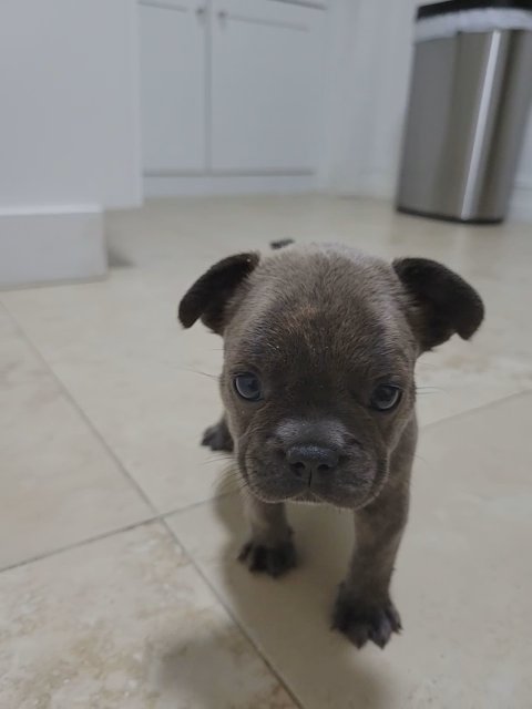 frenchies in Cape Coral, Florida