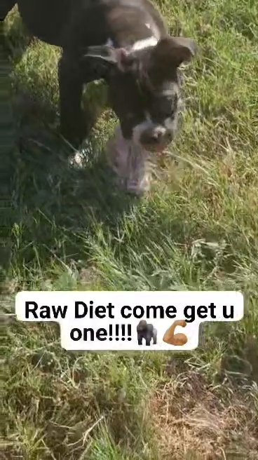 pups for sell in Dallas, Texas