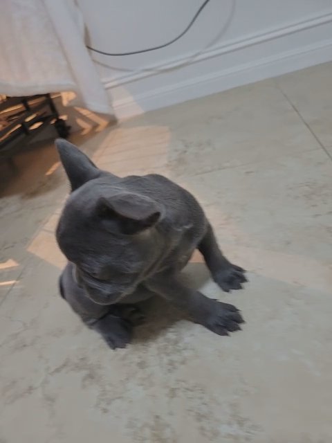 frenchies in Cape Coral, Florida
