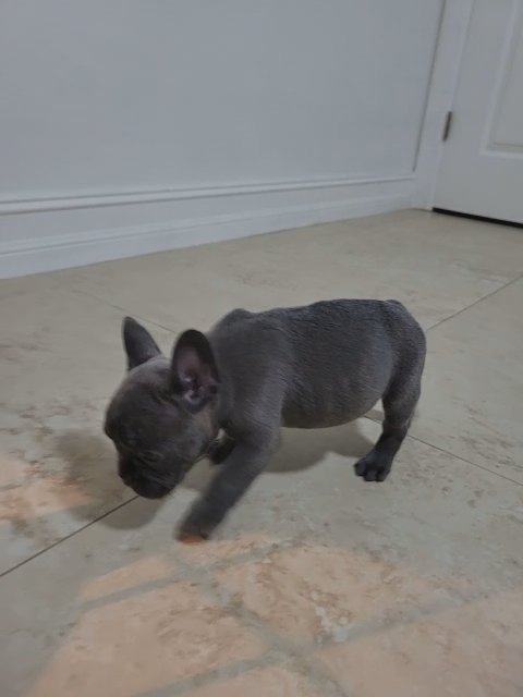 frenchies in Cape Coral, Florida